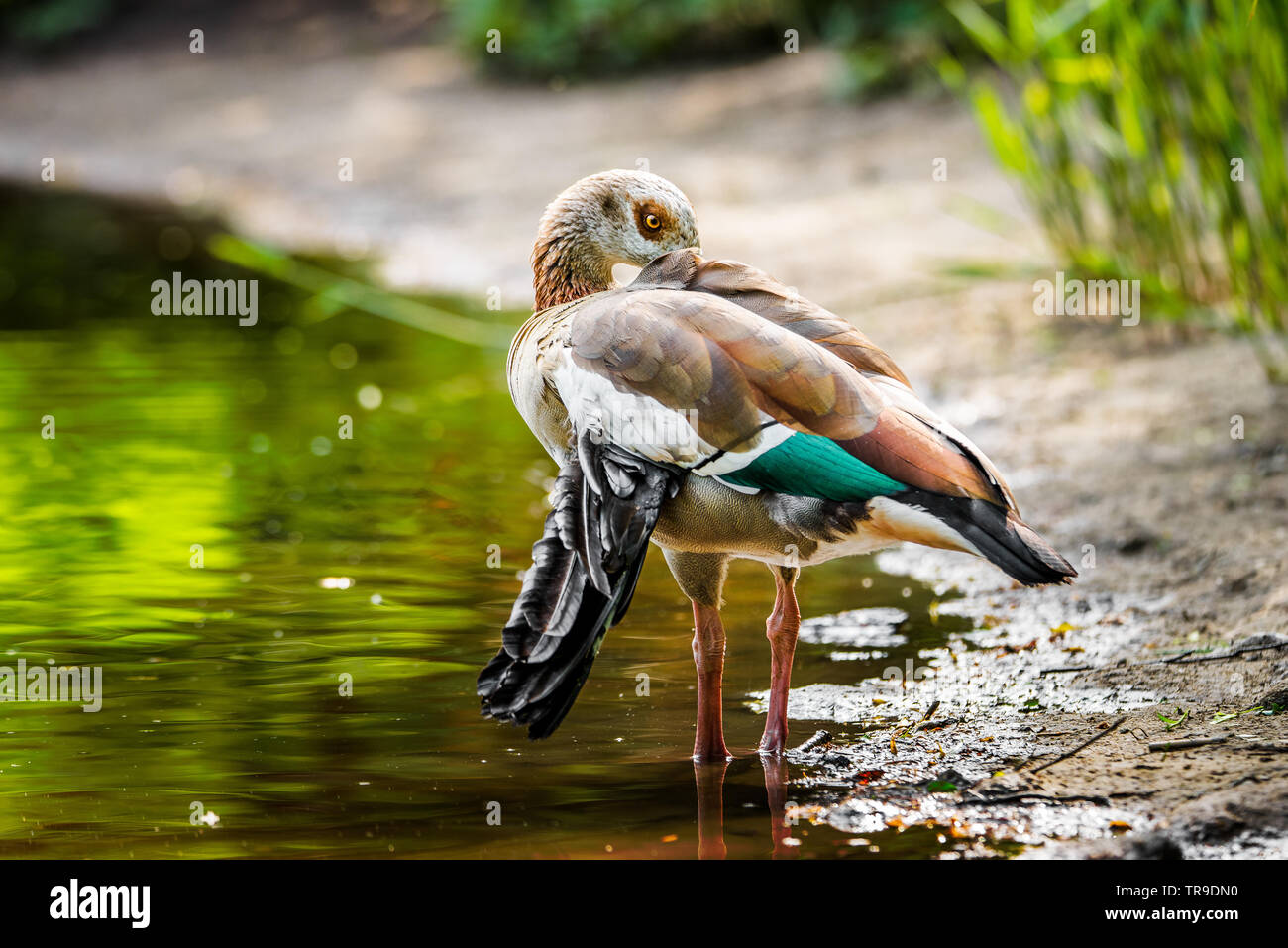 Egyptian Goose with 'angel wing,' a physical deformity often caused by poor diet, such as being fed too much bread. Stock Photo