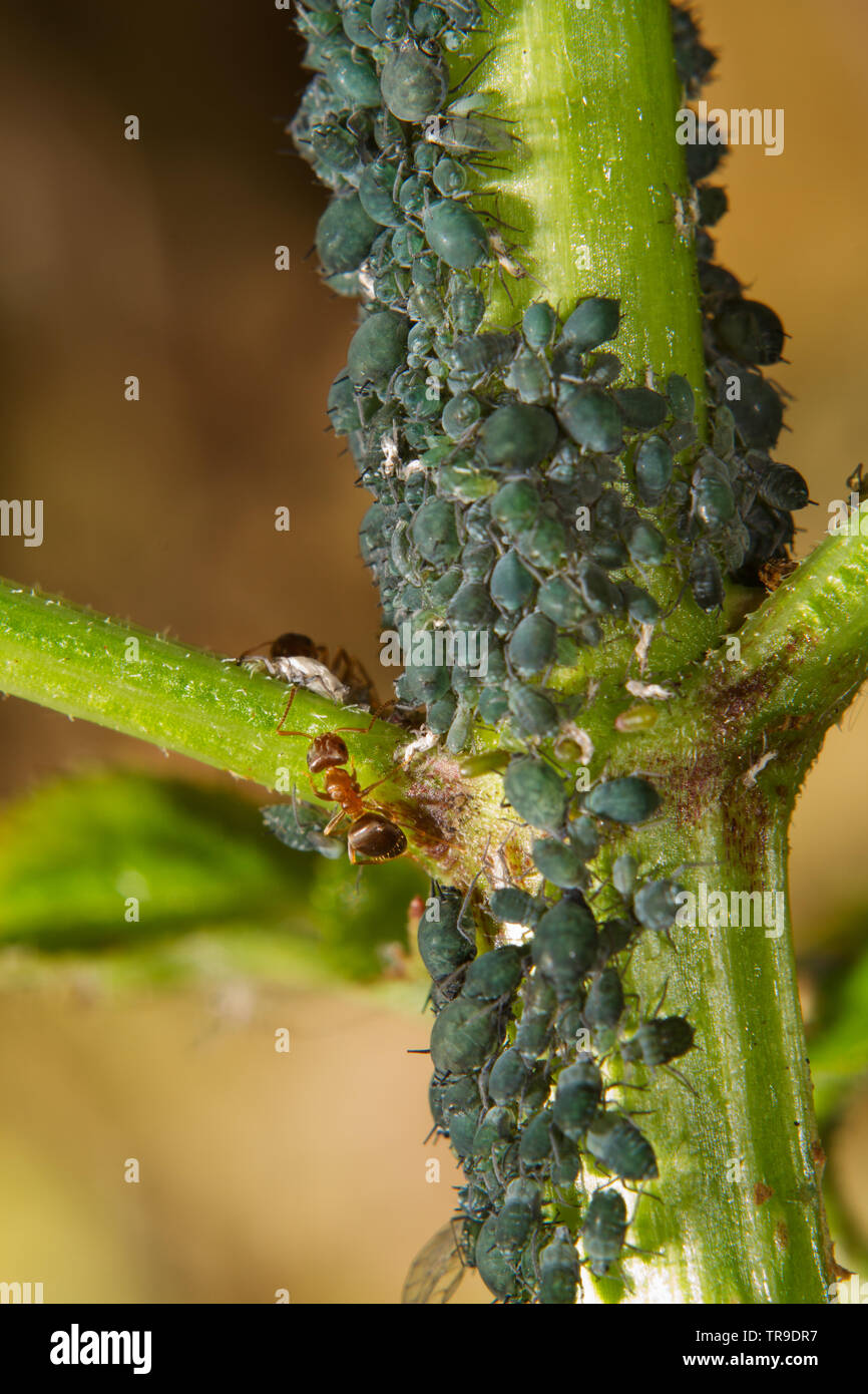 Ants herding and milking aphids on a branch of Elder Stock Photo