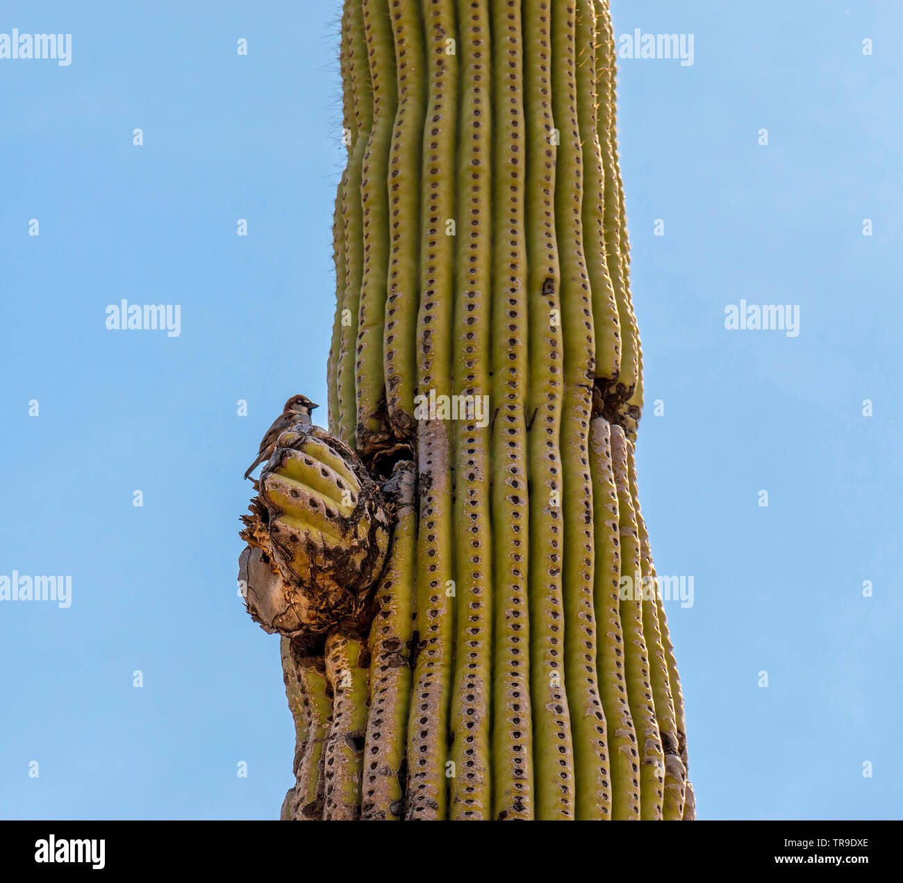 Cactus wren on saguaro cactus in Tucson area of Arizona, USA. Stock Photo