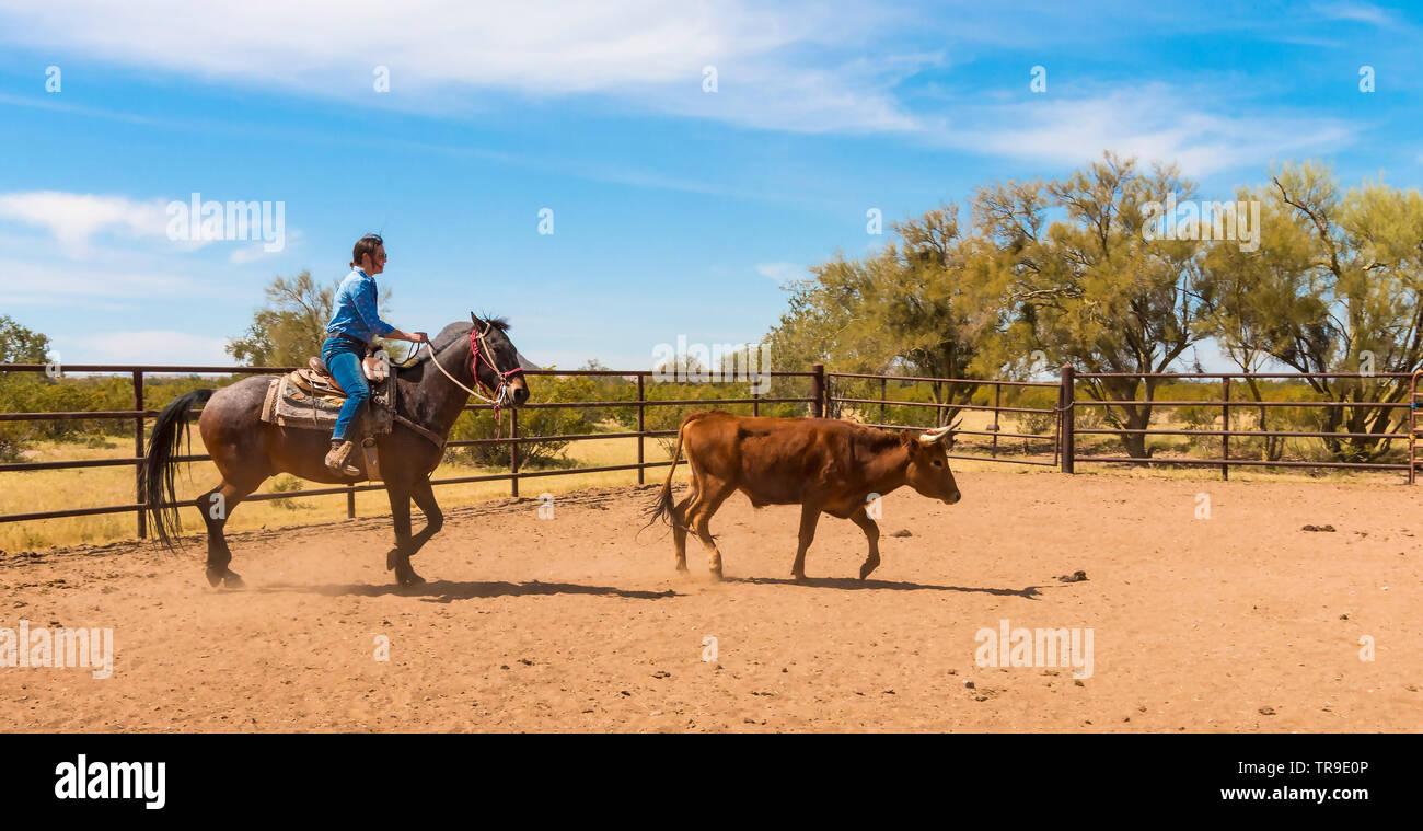 Cattle sorting at White Stallion Ranch, a dude ranch just outside ...
