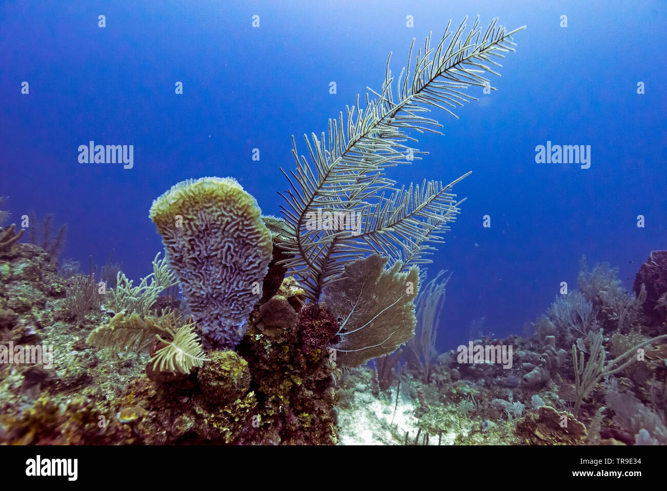 Coral reefs underwater, Belize Barrier Reef, Belize Stock Photo