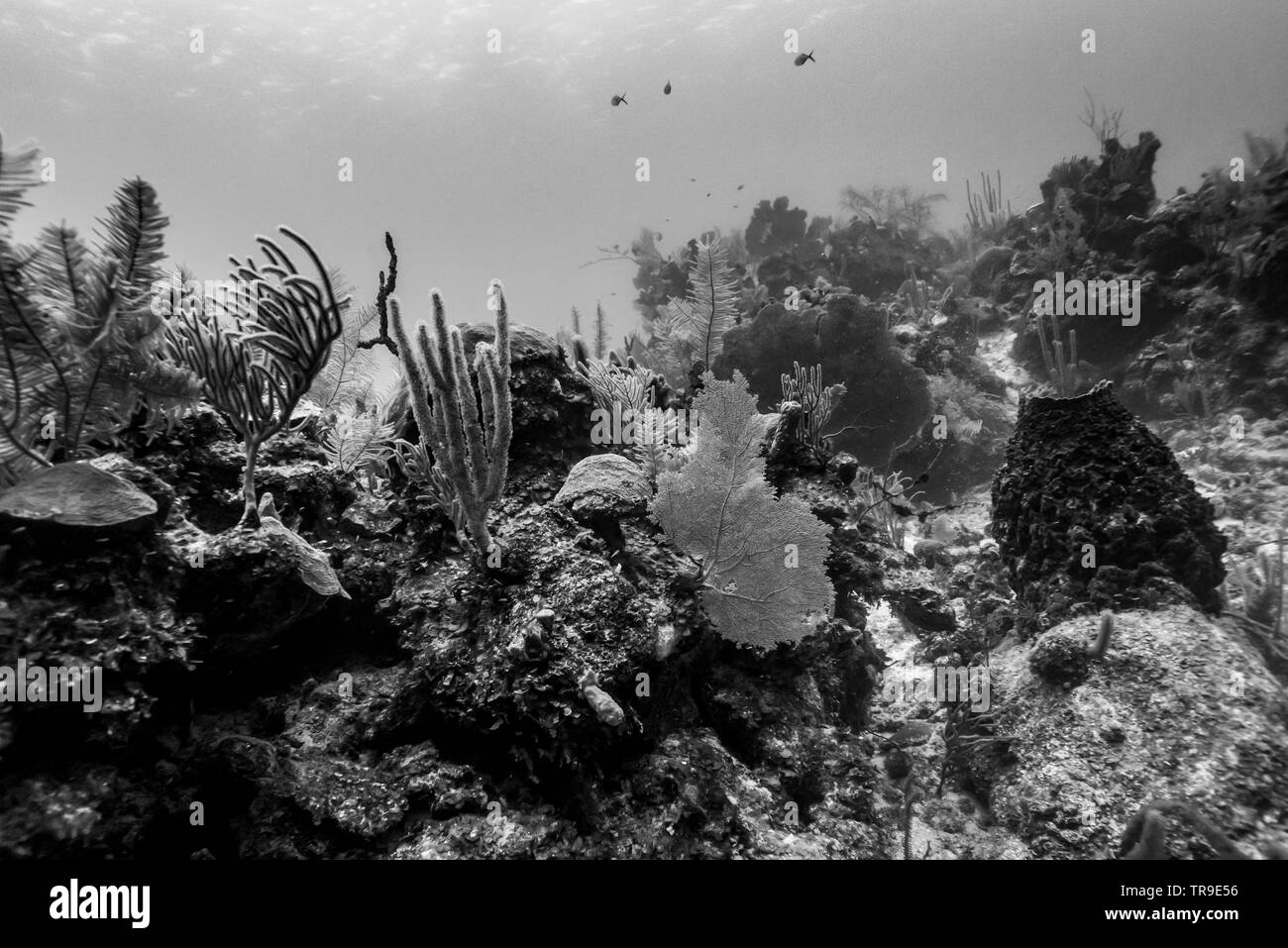 Coral reefs underwater, Belize Stock Photo - Alamy