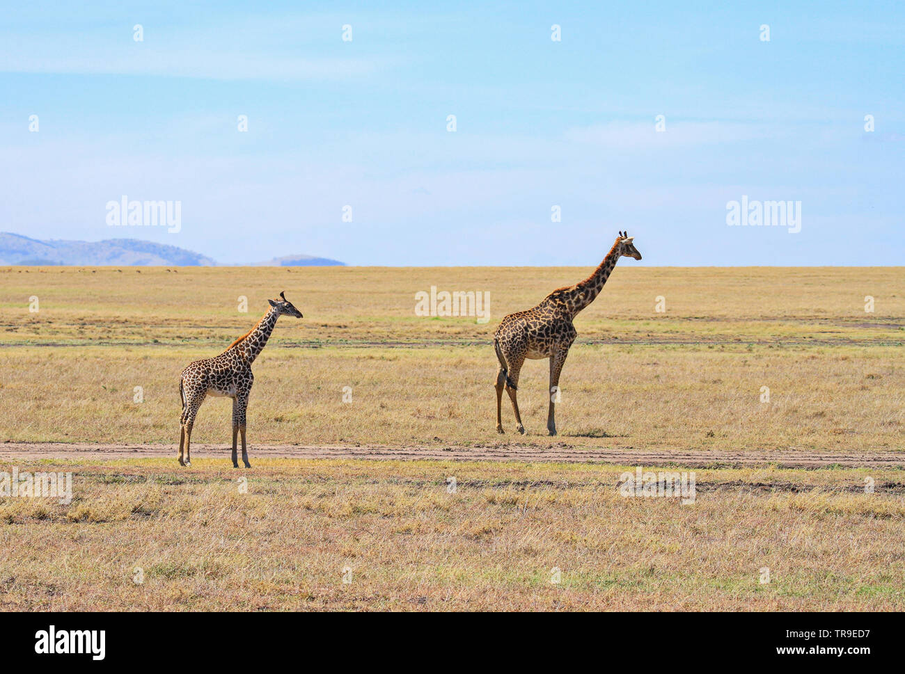 Masai Maasai Giraffe Giraffa camelopardalis tippelskirchii mother and small young calf plains Masai Mara National Reserve Kenya East Africa Stock Photo