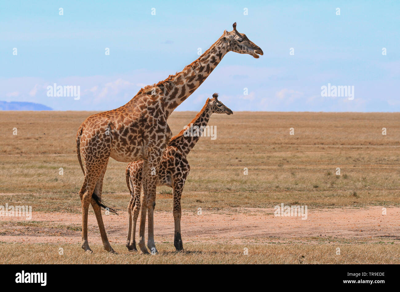 Masai Maasai Giraffe Giraffa camelopardalis tippelskirchii mother and small young calf Masai Mara National Reserve Kenya East Africa side view blue sky Stock Photo