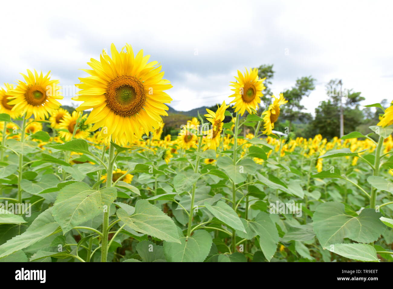 Beautiful Scenery of Sunflower Field Stock Photo - Alamy