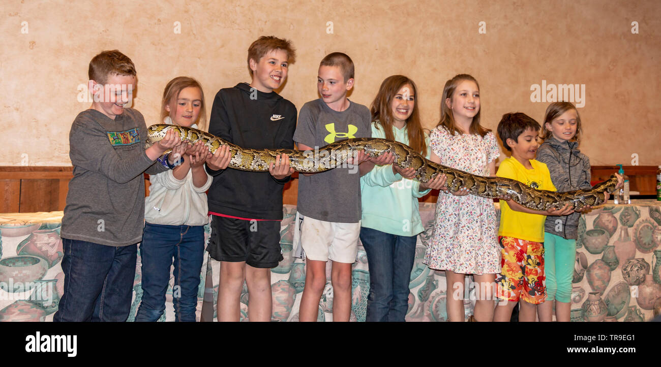 Python snake hi-res stock photography and images - Alamy