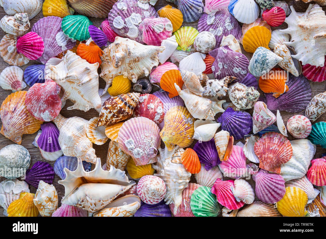 Sea shells background decoration. Beautiful and colorful Sea shells background decoration Stock Photo