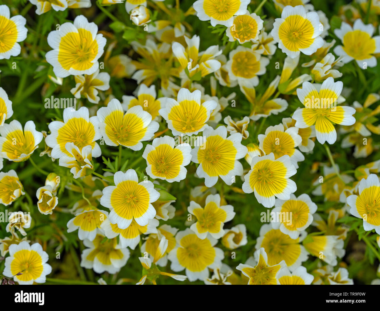 Poached egg plant Limnanthes douglasii  Norfolk garden Stock Photo