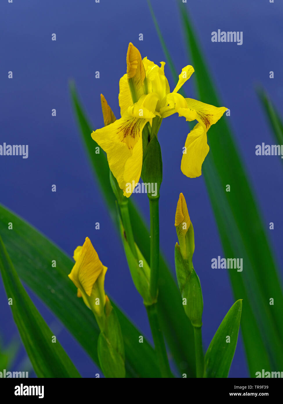 Yellow Flag Iris Iris psueudacorus  North Norfolk June Stock Photo
