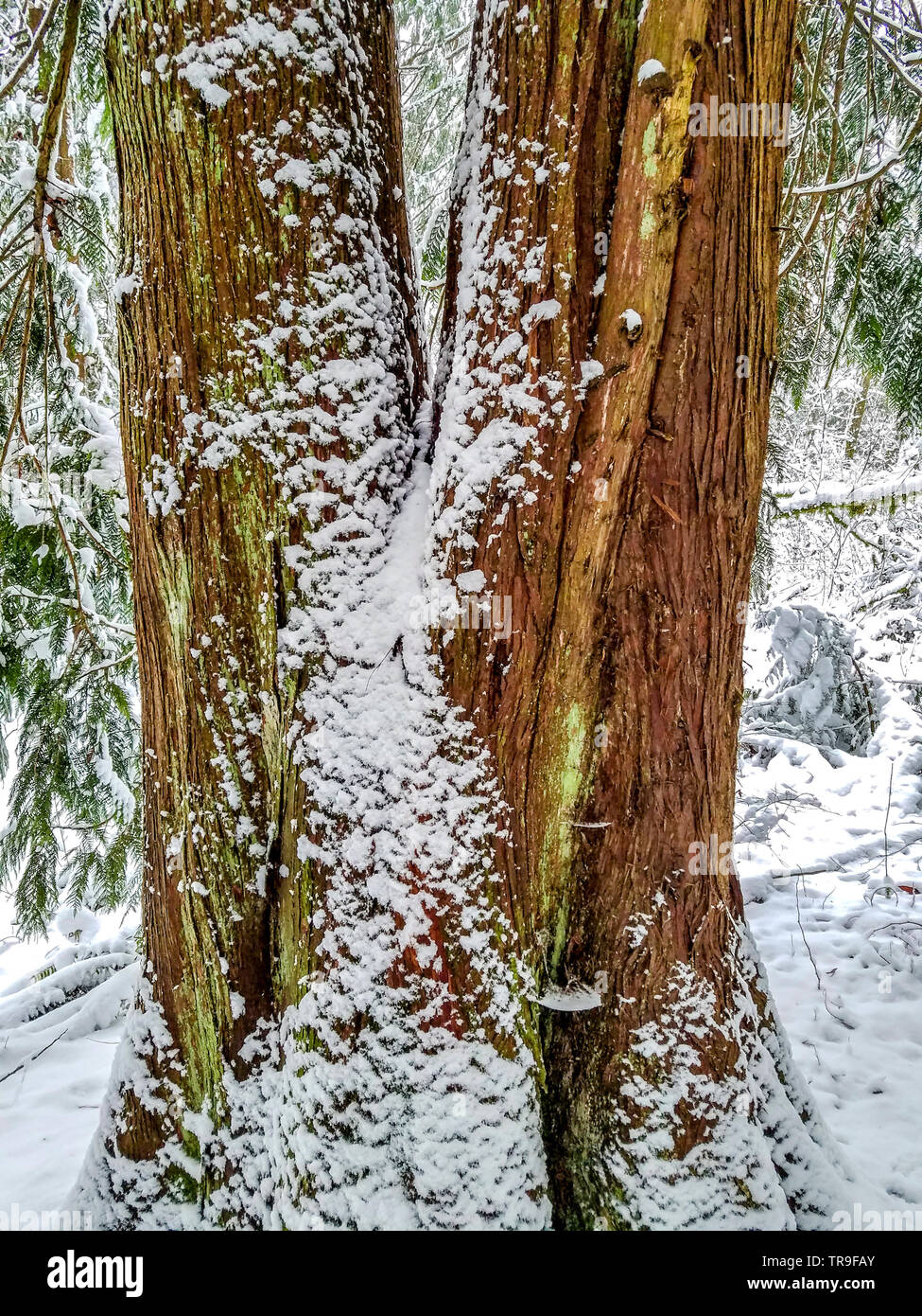 Unusual snowfall in western Washington leaves a coating of snow on the trunk of a cedar tree in a forest. Stock Photo