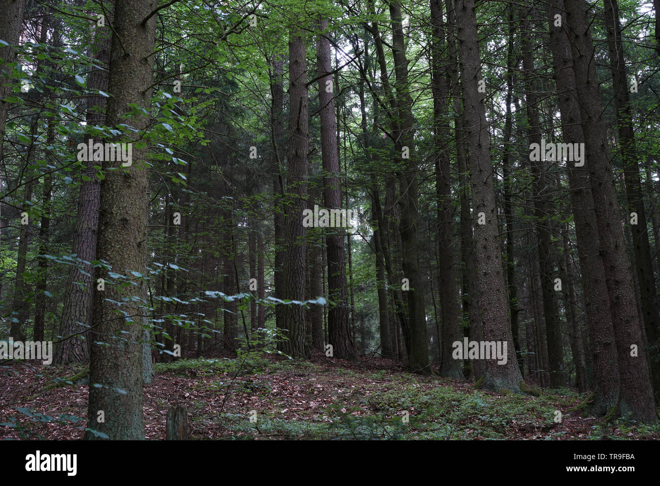 Gloomy landscapes with dark trees photographed on a murky stormy winter afternoon in Germany Stock Photo