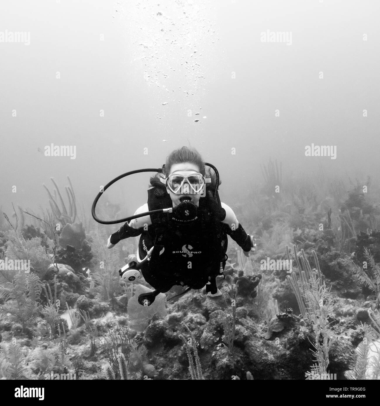 Scuba diver underwater, Joe's Wall, Turneffe Atoll, Belize Barrier Reef, Belize Stock Photo