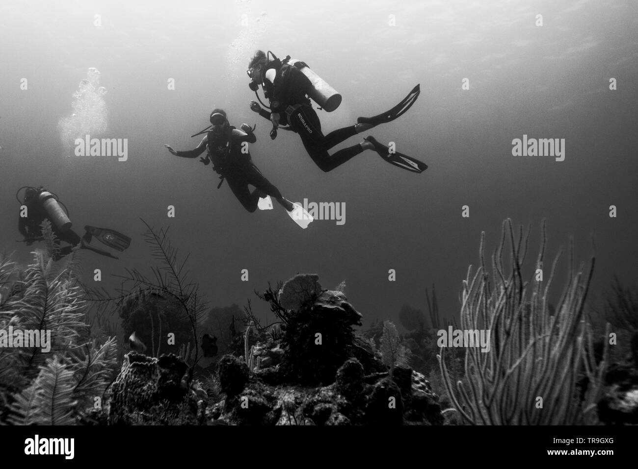 Scuba divers underwater, Secret Spot, Turneffe Atoll, Belize Barrier