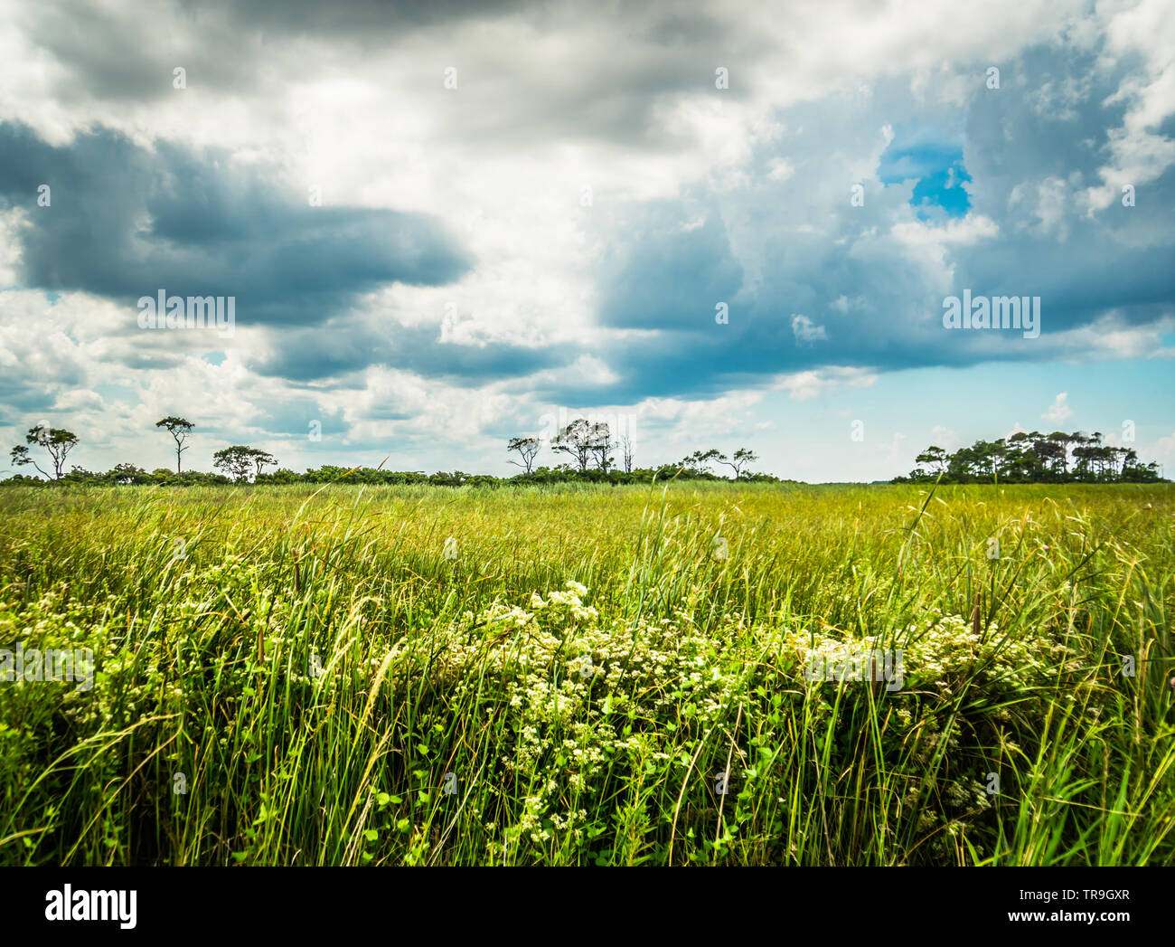 Low angle shot of a grass field with trees in the distance as storm clouds gather above Bodie Island in Nags Head, North Carolina, USA. Stock Photo