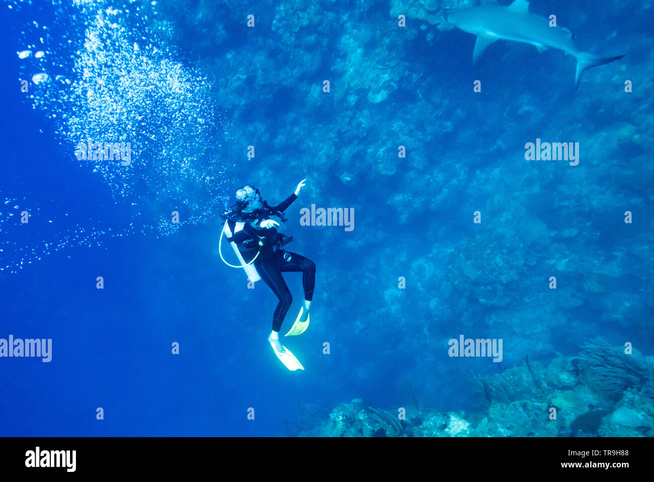 Scuba diver and Grey Reef Shark (Carcharhinus amblyrhynchos) under water, Tarpon Cayes, Belize Barrier Reef, Lighthouse Reef, Belize Stock Photo