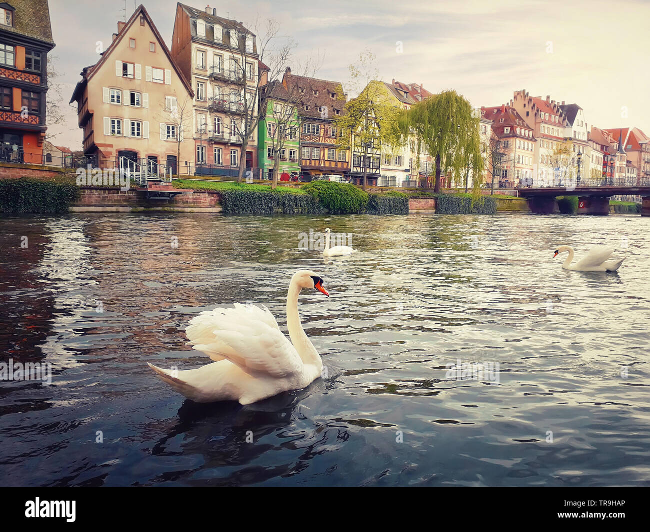 Three magnificent swans floating on the river. Spring evening on the canals of Strasbourg in front of Quai des Bateliers street, France, Alsace. Fachw Stock Photo