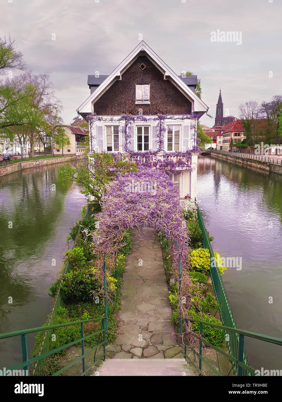 Wonderful purple flowering blue moon wine wisteria covering an arched arbor leading to an old house on a canal island in Petite France, Strasbourg, Al Stock Photo