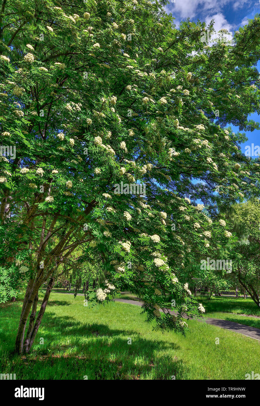 Blooming rowan tree, Sorbus Aucuparia near walkway in the spring city park at bright sunny day with blue sky. Change of seasons, springtime florescenc Stock Photo