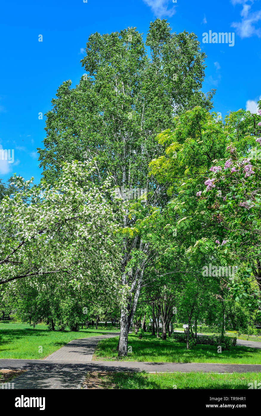 Sunny spring day in the park with the bird cherry trees, lilac and rowan in full bloom. Play of light and shadows on walkway under blossoming trees. S Stock Photo