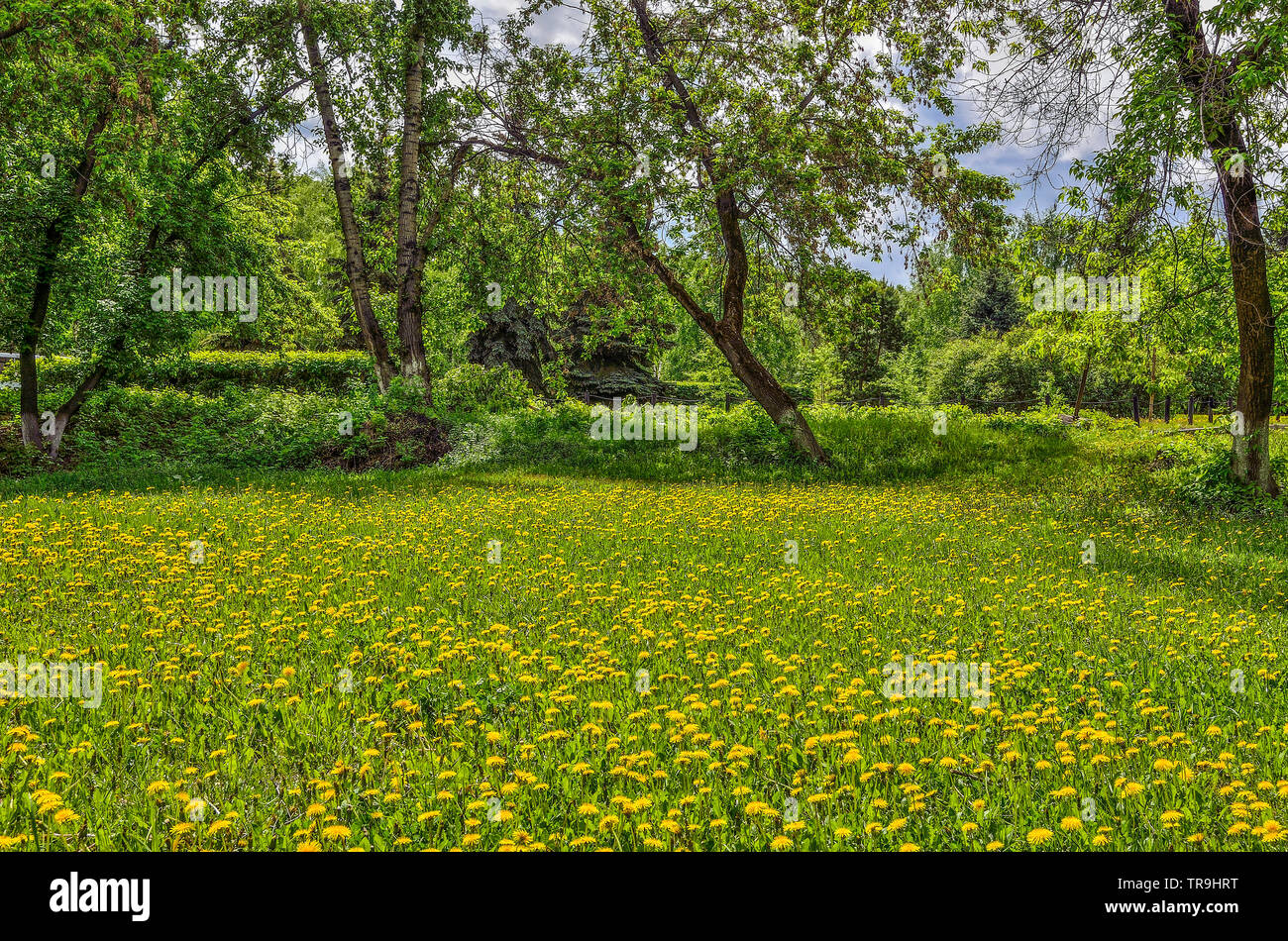 Bright spring landscape with flowering dandelions on lawn of city park. Blossoming blowball flowers on spring meadow. Springtime blossoms and lawn fil Stock Photo