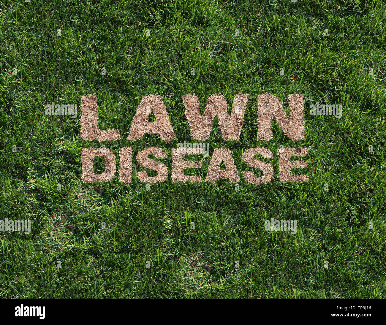 Lawn disease as grub damage as chinch larva damaging grass roots causing a brown patch and drought area in the turf as a composite image. Stock Photo