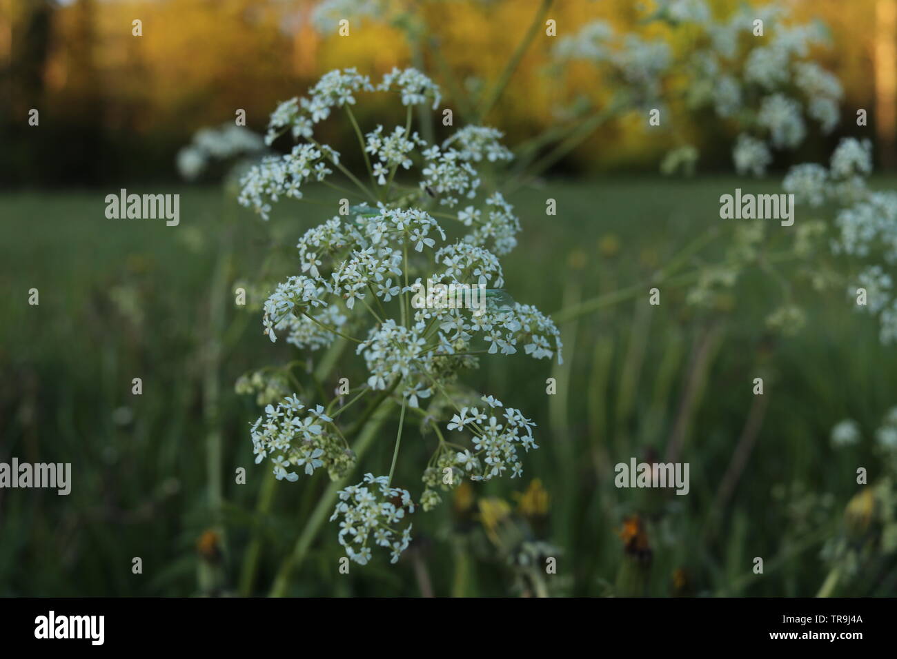 A close-up of a white perky flower on a green field at sunset. Stock Photo