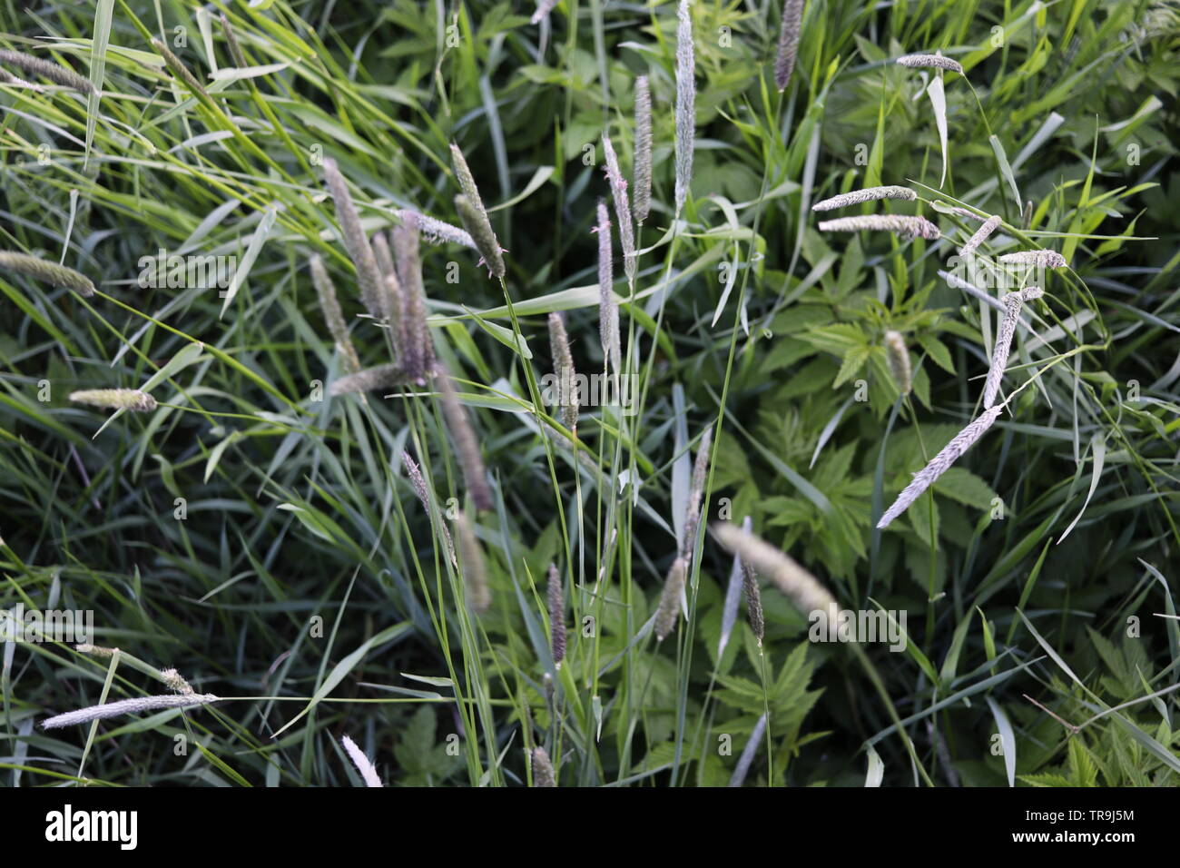 A close-up of reeds growing on green ground. Stock Photo