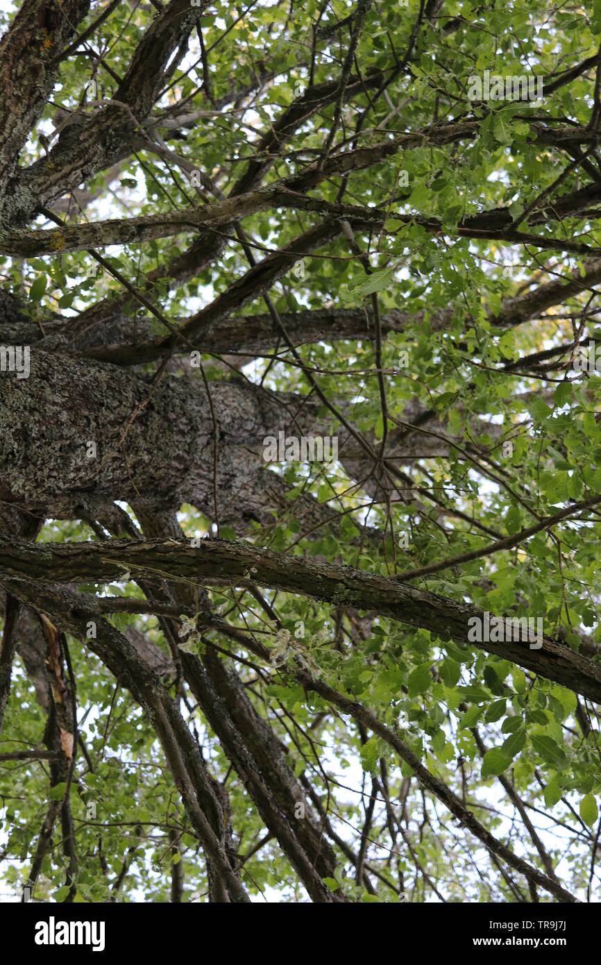 A dense tree with a thick trunk and bright green leaves, viewed from the ground. Stock Photo