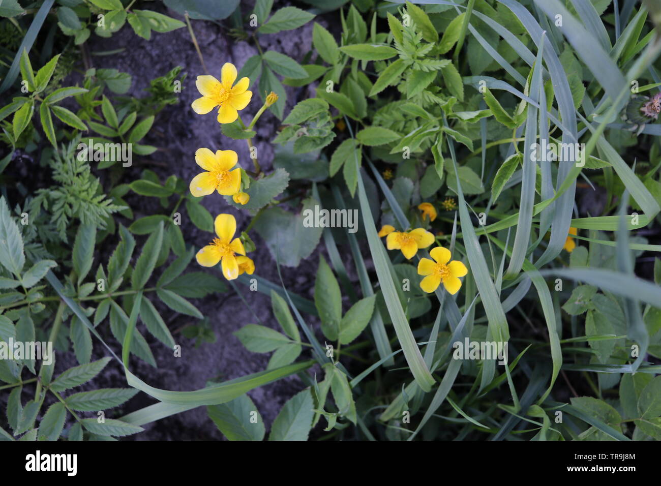 Yellow flowers and green grass Stock Photo Alamy