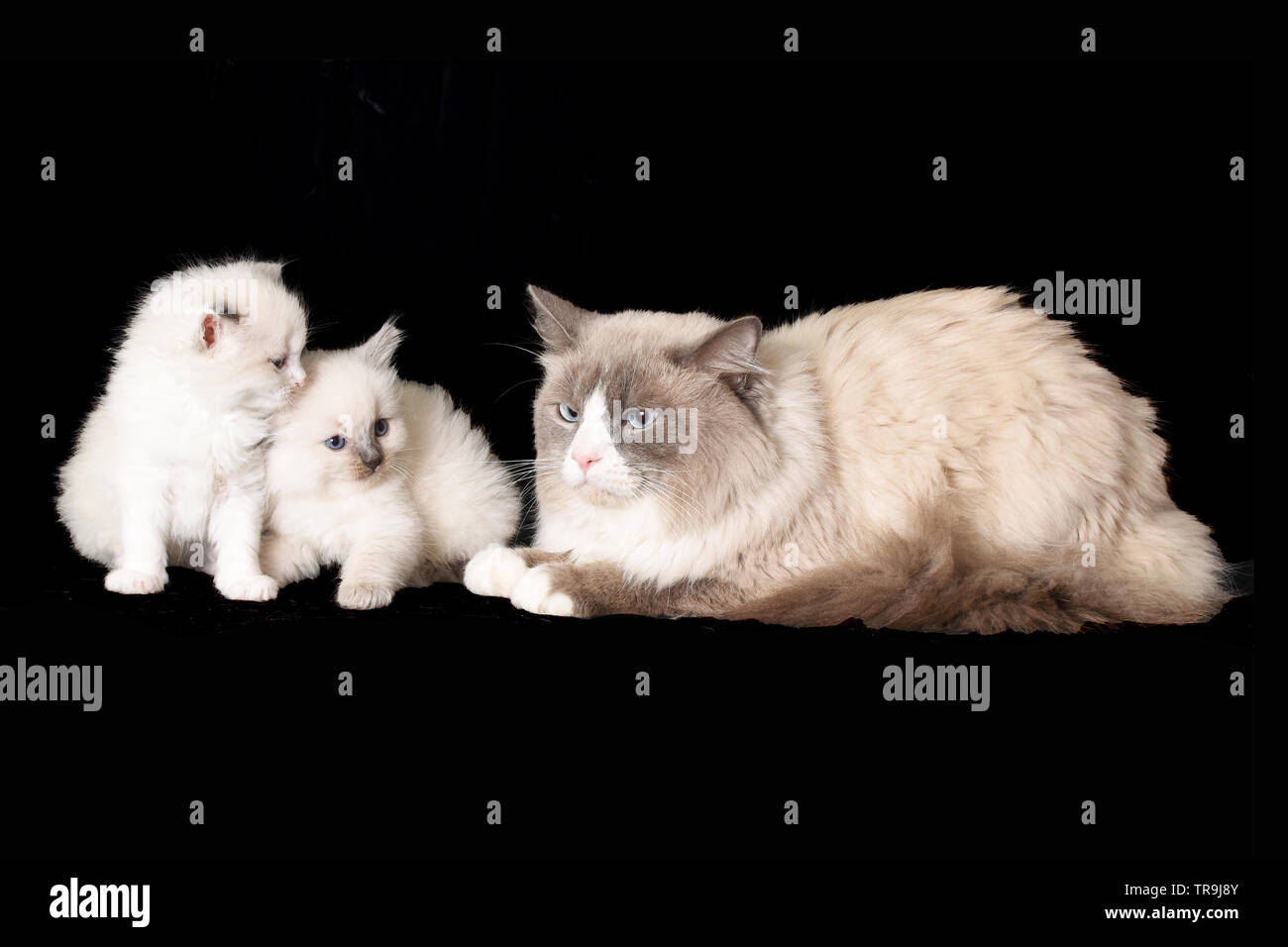 Queen And Kittens Stock Photos Queen And Kittens Stock Images