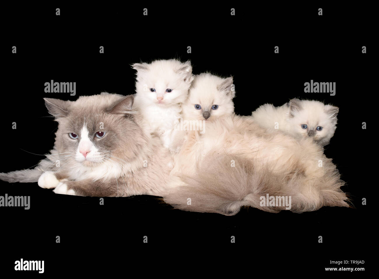 Queen And Kittens Stock Photos Queen And Kittens Stock Images