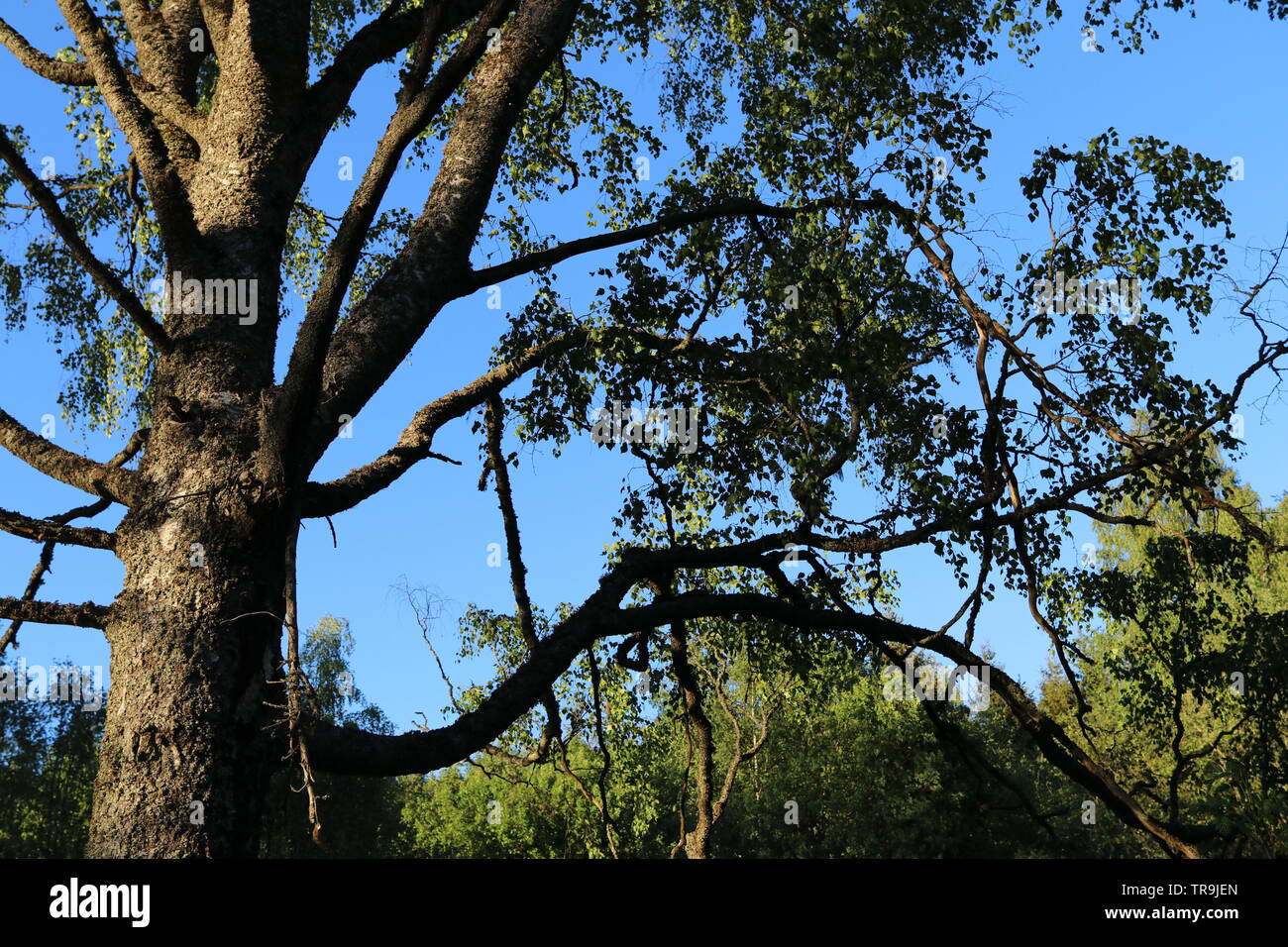 A large tree in the sunset with a blue sky on the background Stock ...
