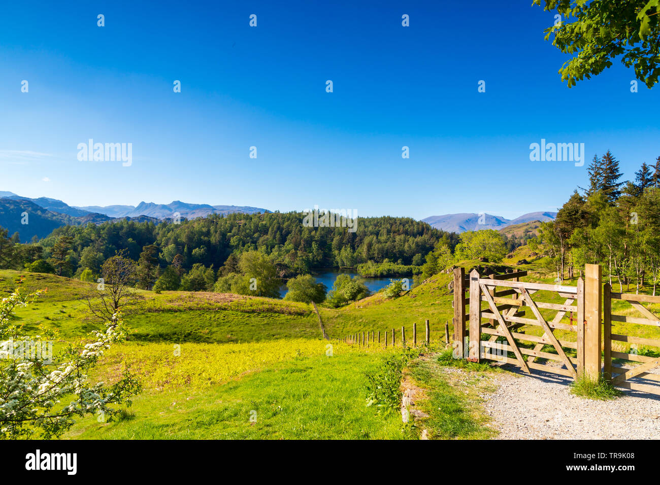 Sunny blue sky day at Tarn Hows in the Lake District National Park in Cumbria, UK Stock Photo