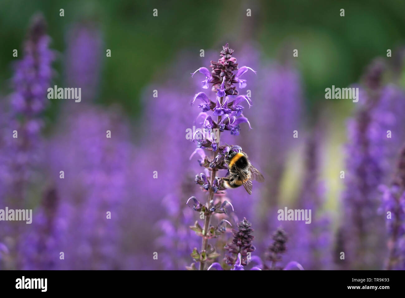 Bumble bee (bombus hortorum) on a purple flower, UK Stock Photo