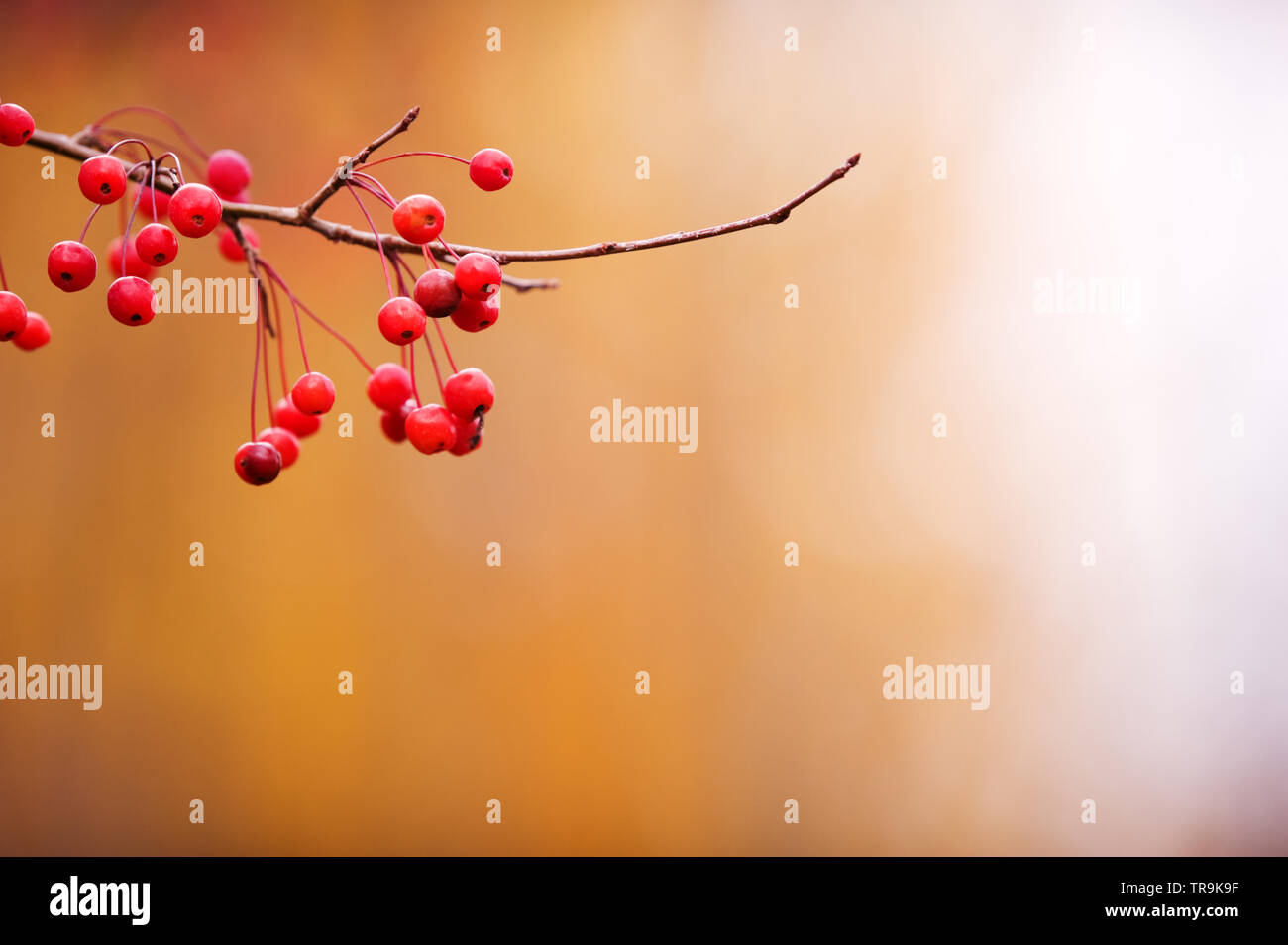 Siberian crab apple (Malus baccata) red berries hanging on branch. Stock Photo