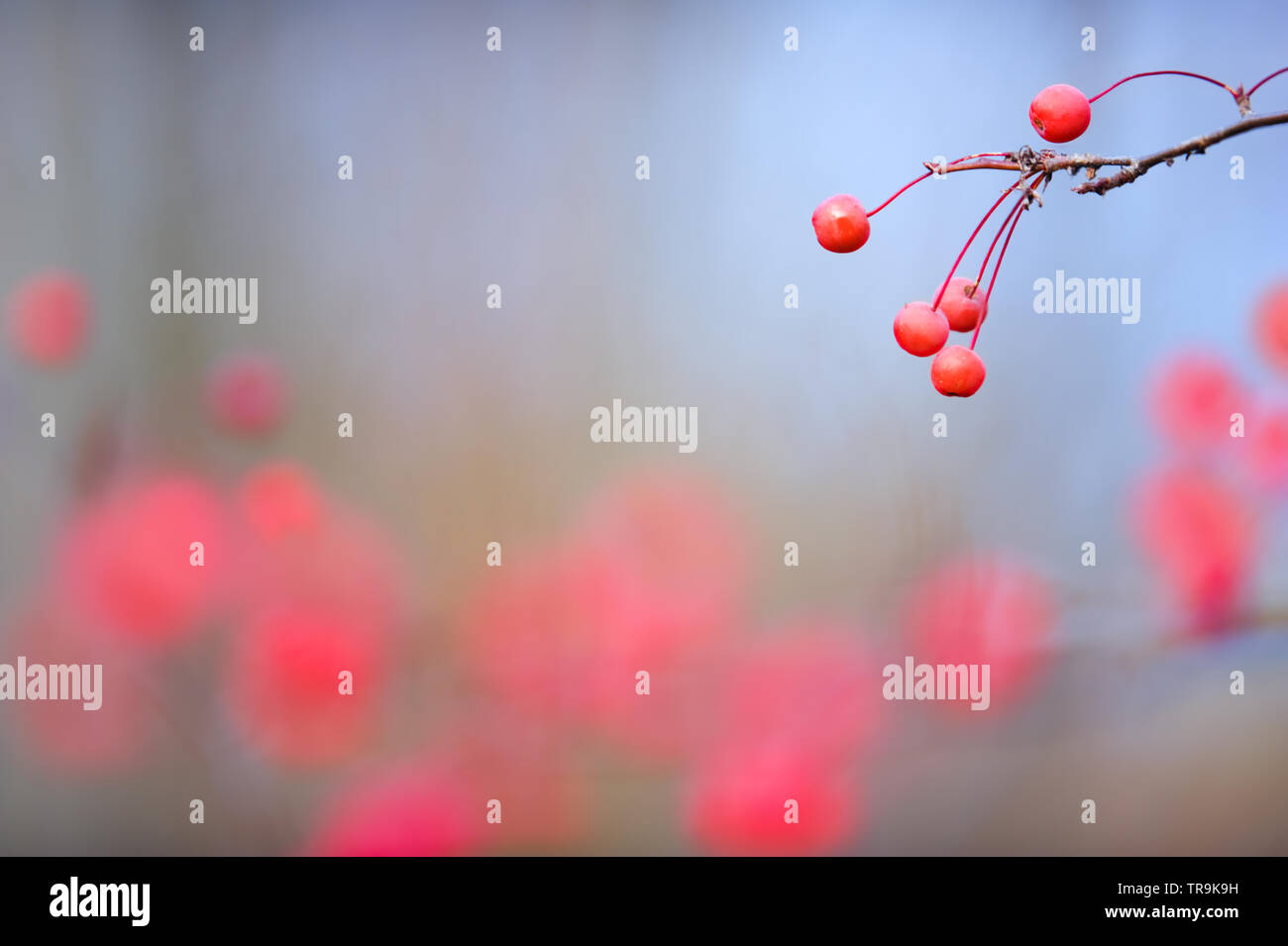 Siberian crab apple (Malus baccata) red berries hanging on branch. Stock Photo