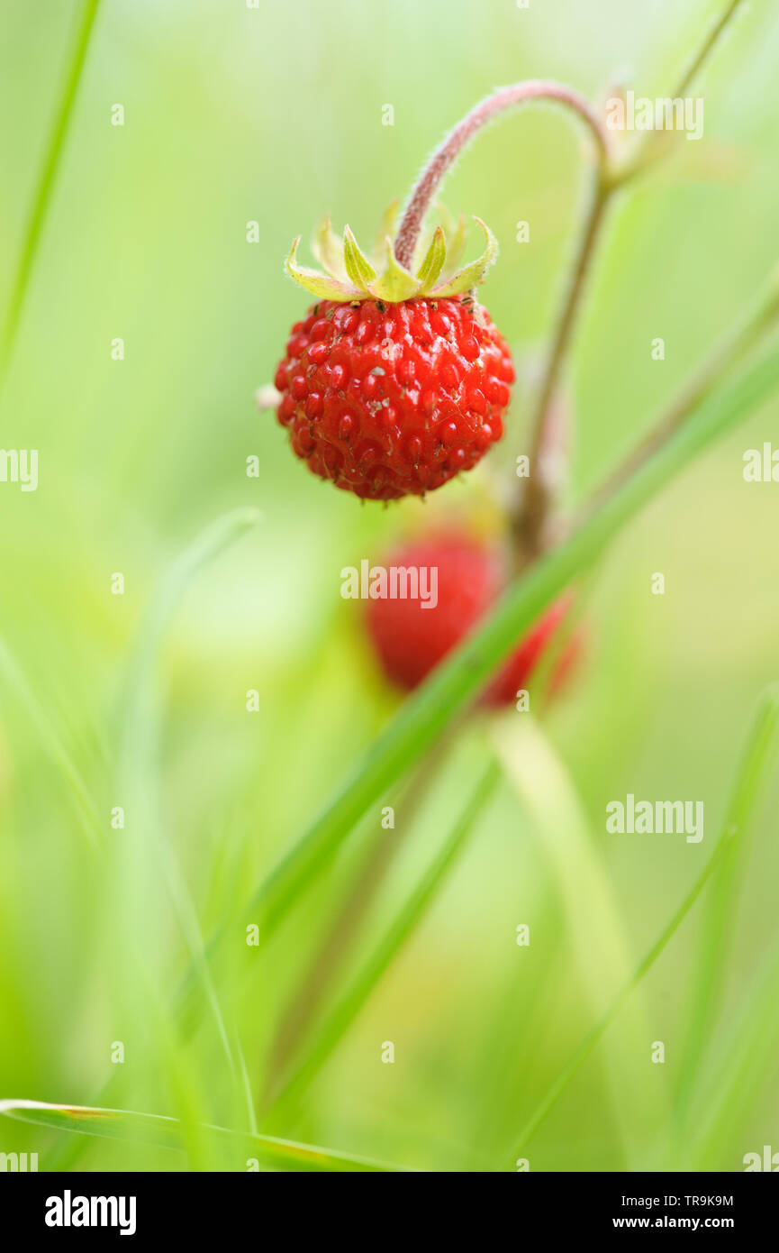 Wild strawberry, Fragaria vesca Stock Photo