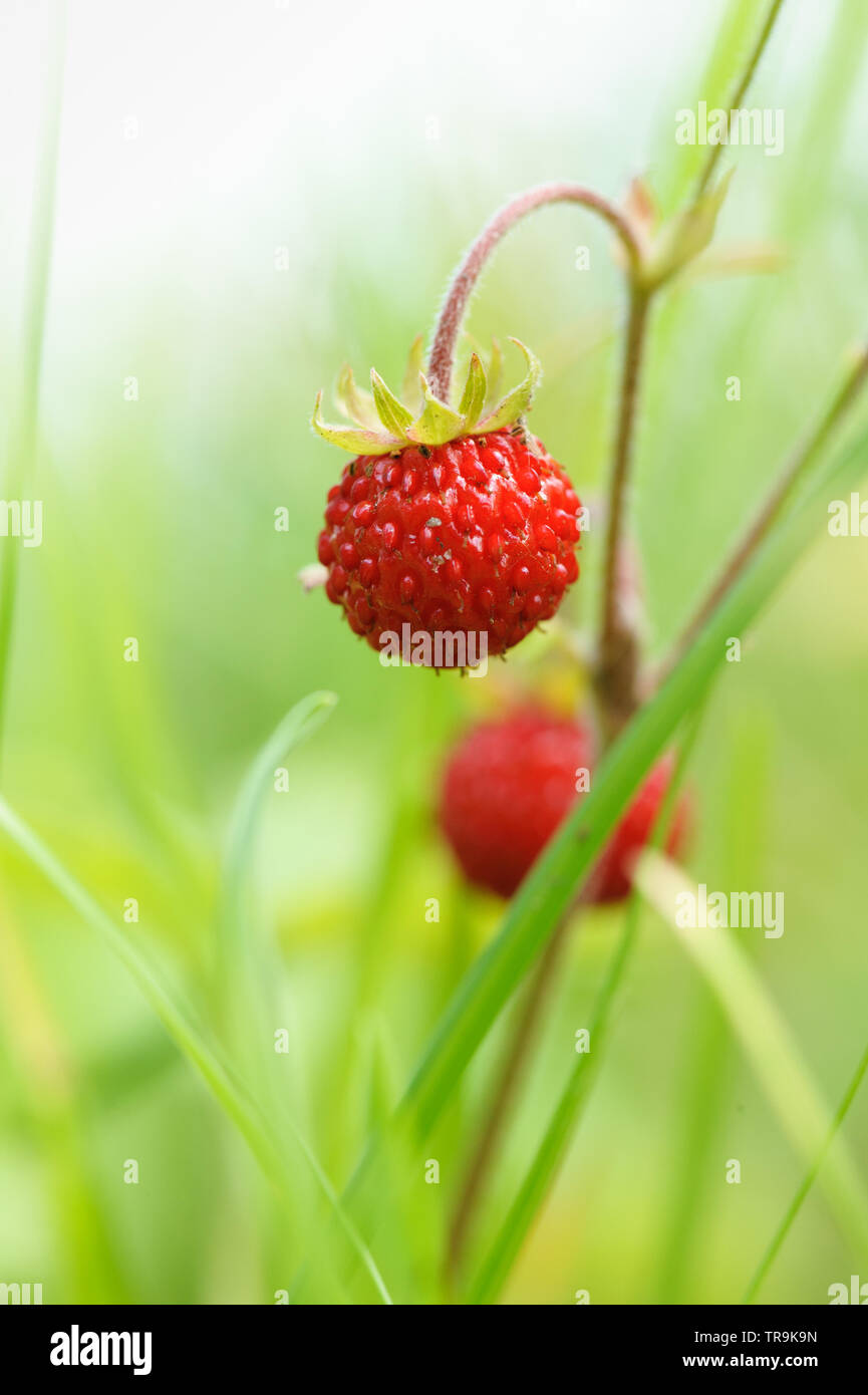 Wild strawberry, Fragaria vesca Stock Photo - Alamy
