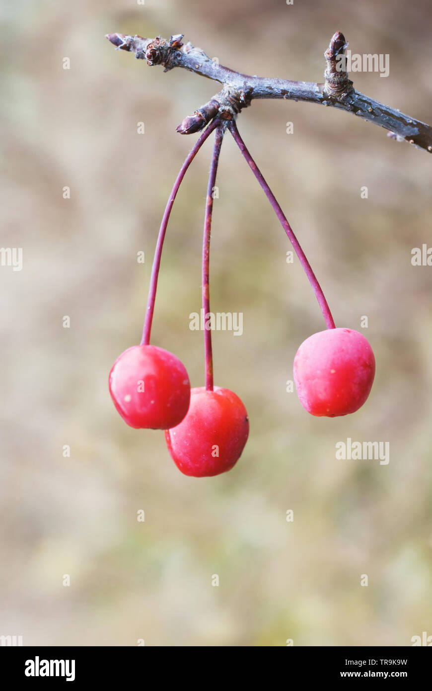 Siberian crab apple (Malus baccata) red berries hanging on branch. Stock Photo