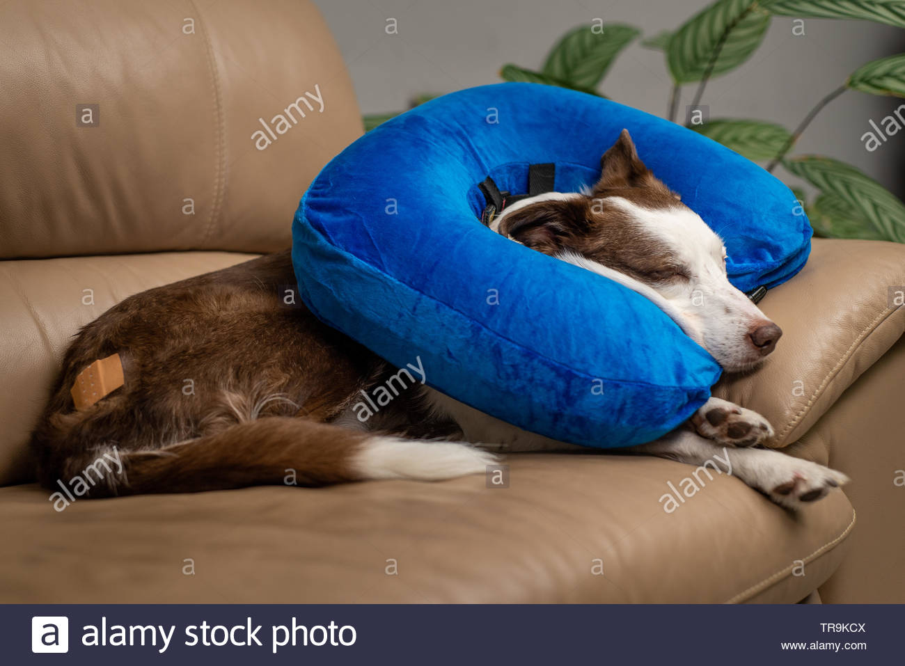 Blue Inflatable Elizabethan Doughnut Collar On A Wounded Dog