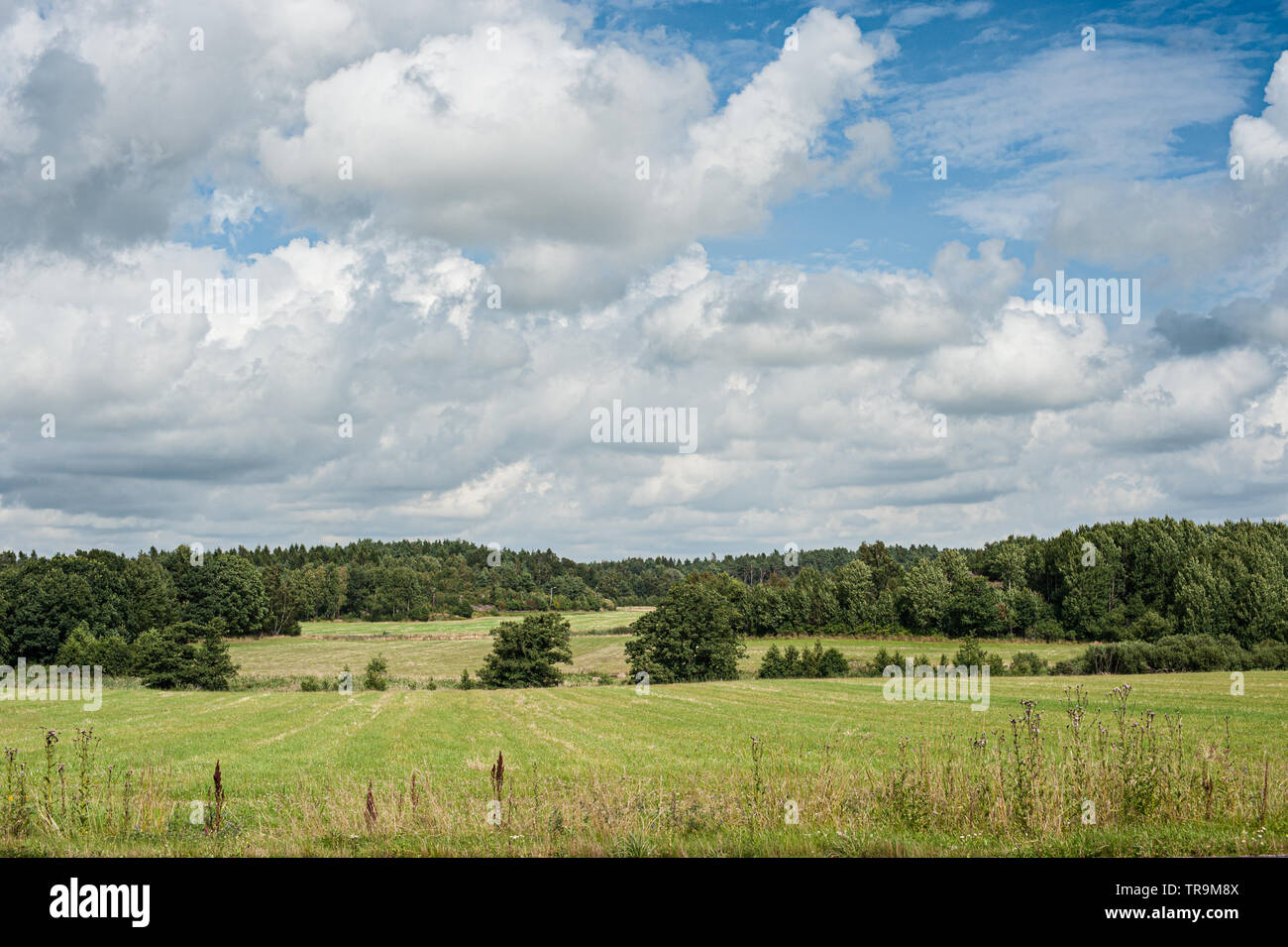 Grass fields with forest and a cloudy sky Stock Photo - Alamy