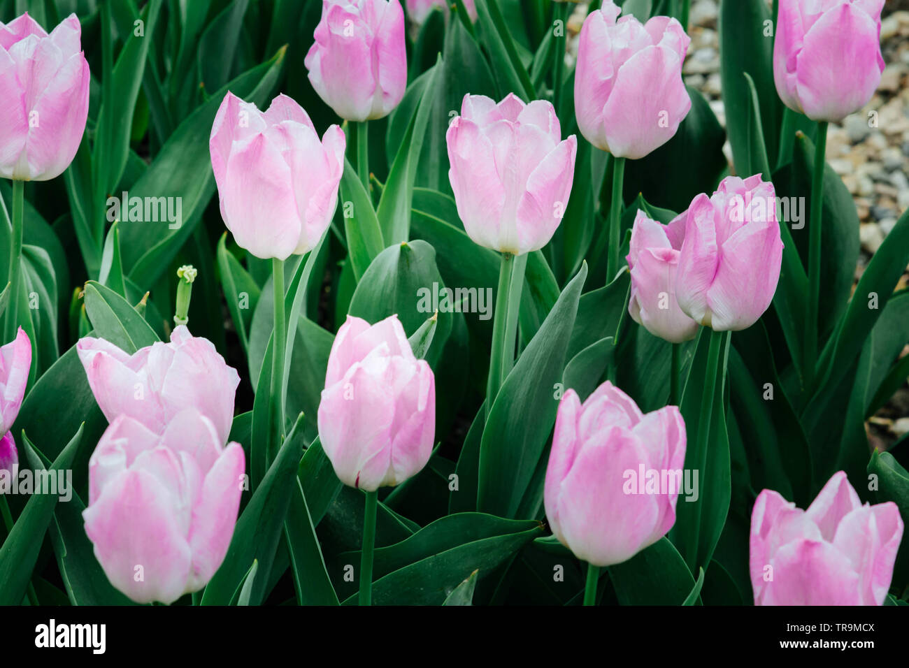 pink tulips in the garden Stock Photo
