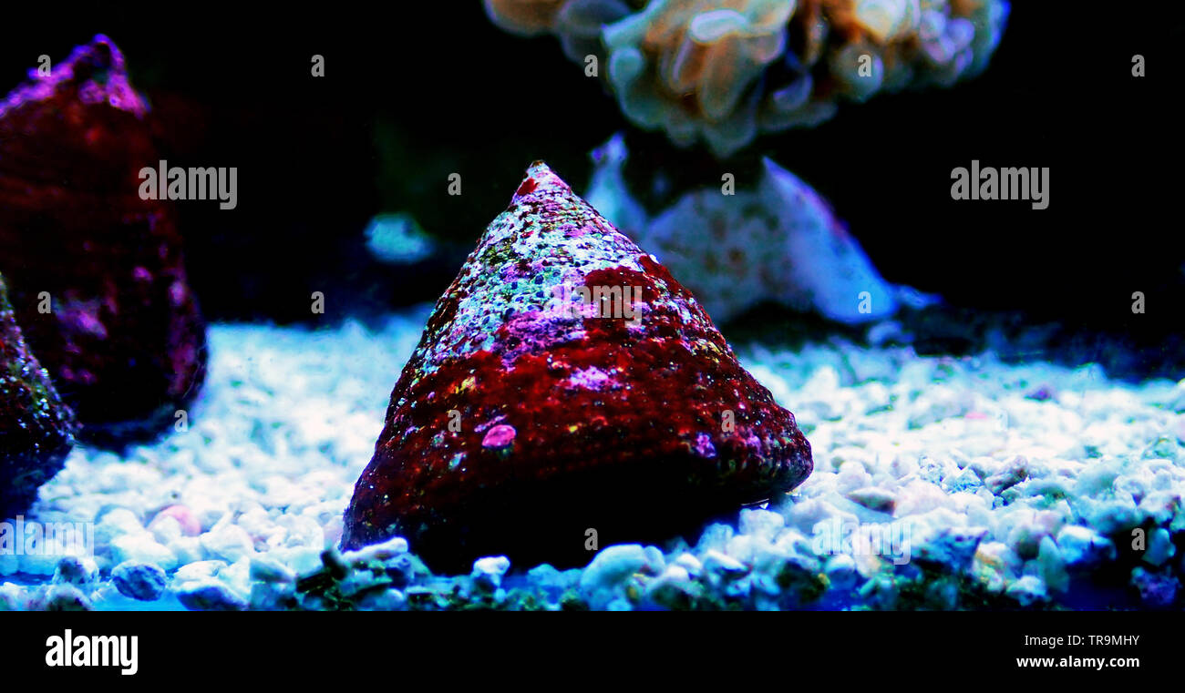 Trochus Saltwater snail in aquarium reef tank Stock Photo