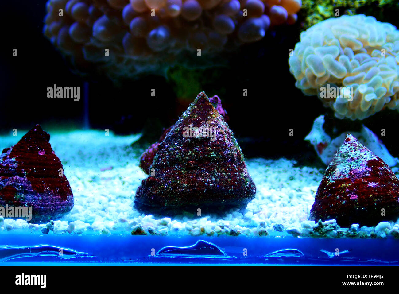 Trochus Saltwater snail in aquarium reef tank Stock Photo