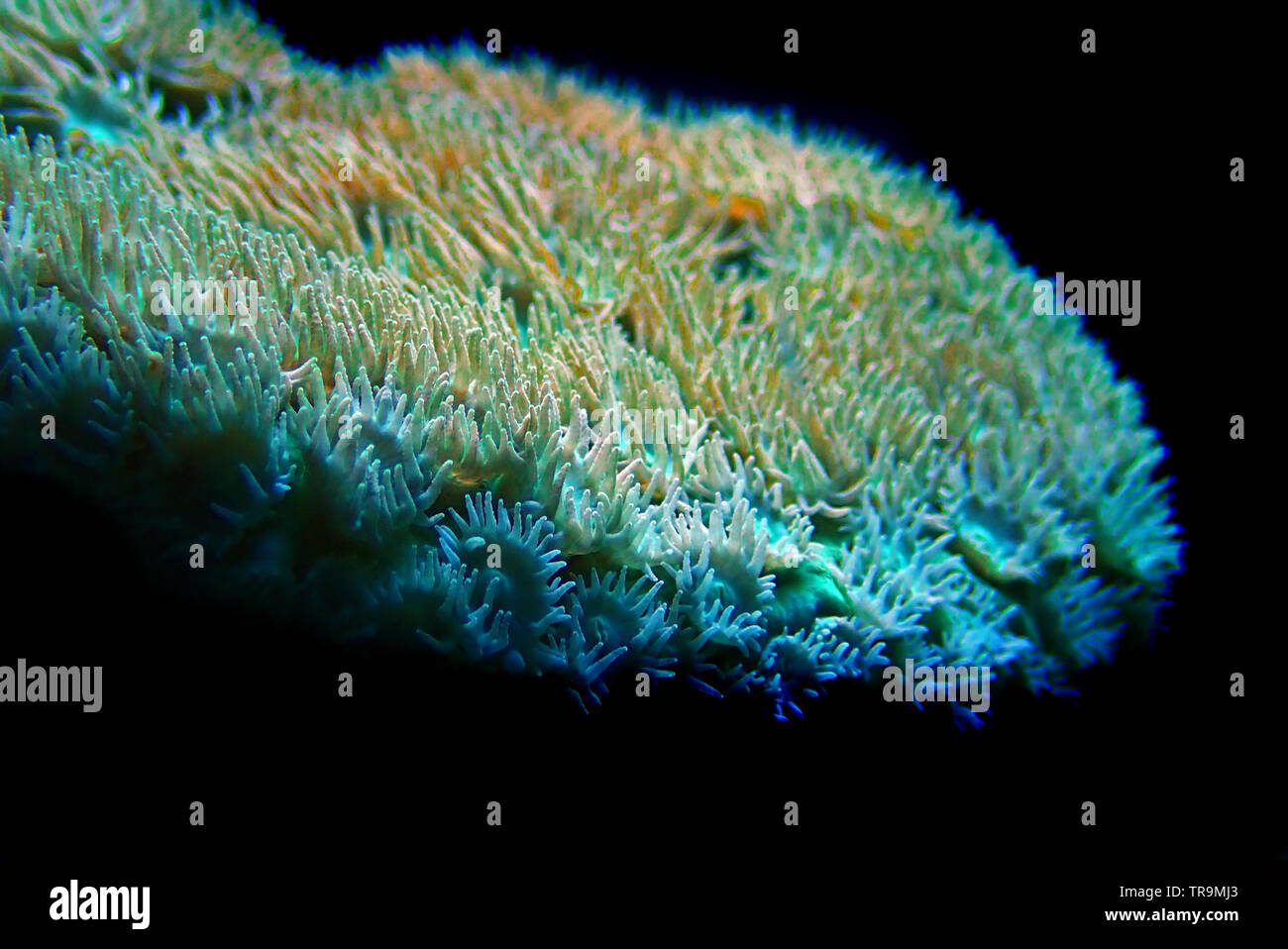 Lakers Scroll Coral - Turbinaria sp. Stock Photo