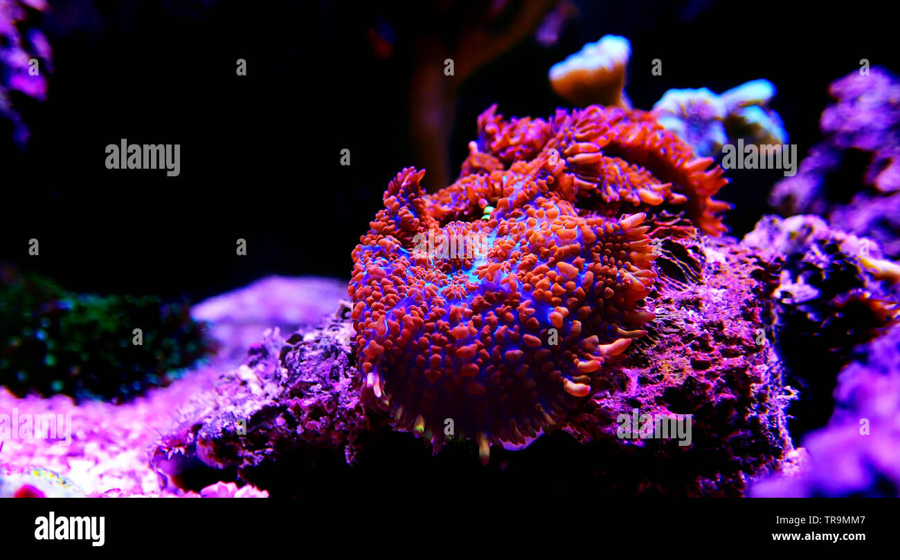 Red & Blue Superman mushroom coral - (Rhodactis sp.) Stock Photo