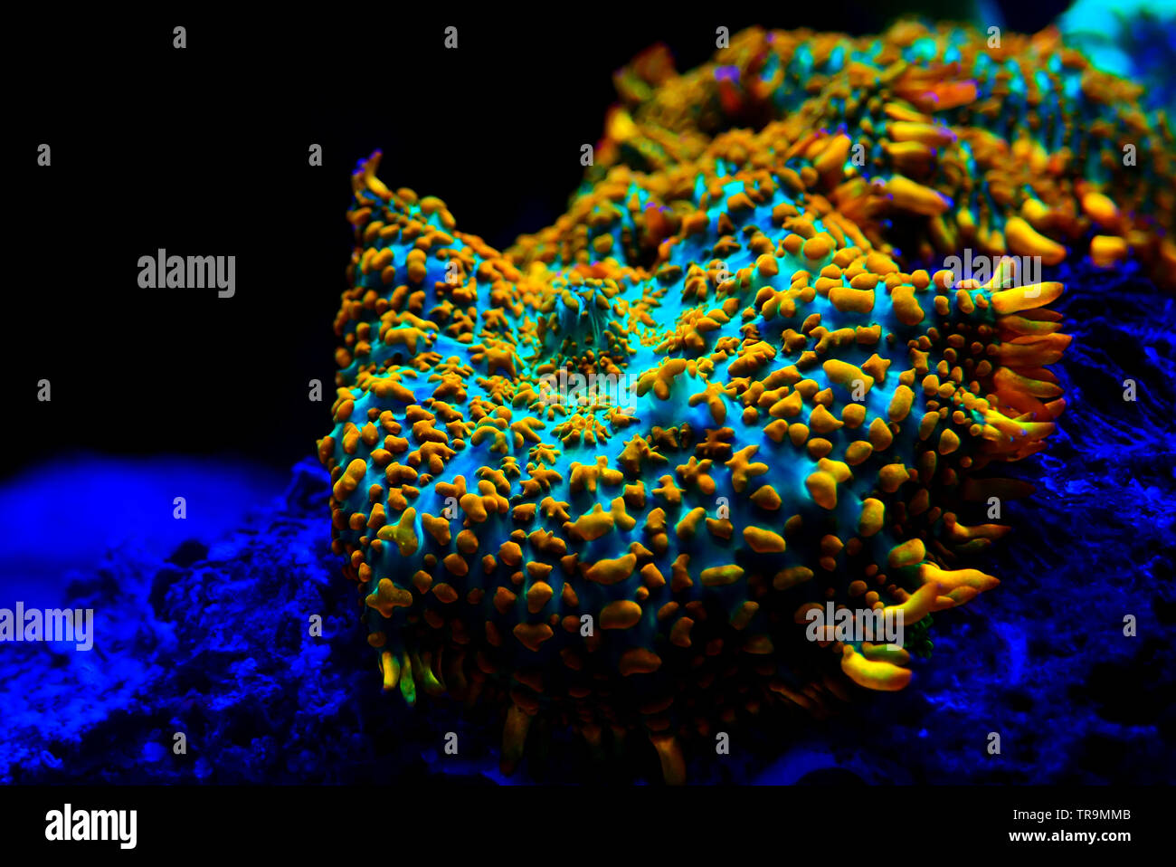 Red & Blue Superman mushroom coral - (Rhodactis sp.) Stock Photo