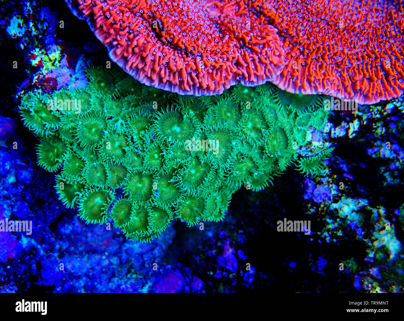 Green Toxic Parazoanthus colony in coral reef aquarium Stock Photo Alamy
