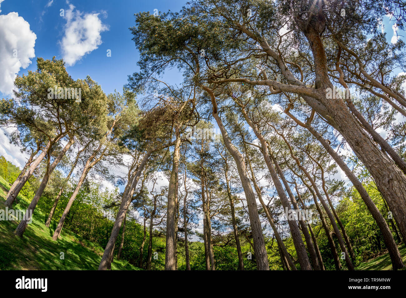 Natural beauty of The Clent Hills, Worcestershire, England Stock Photo