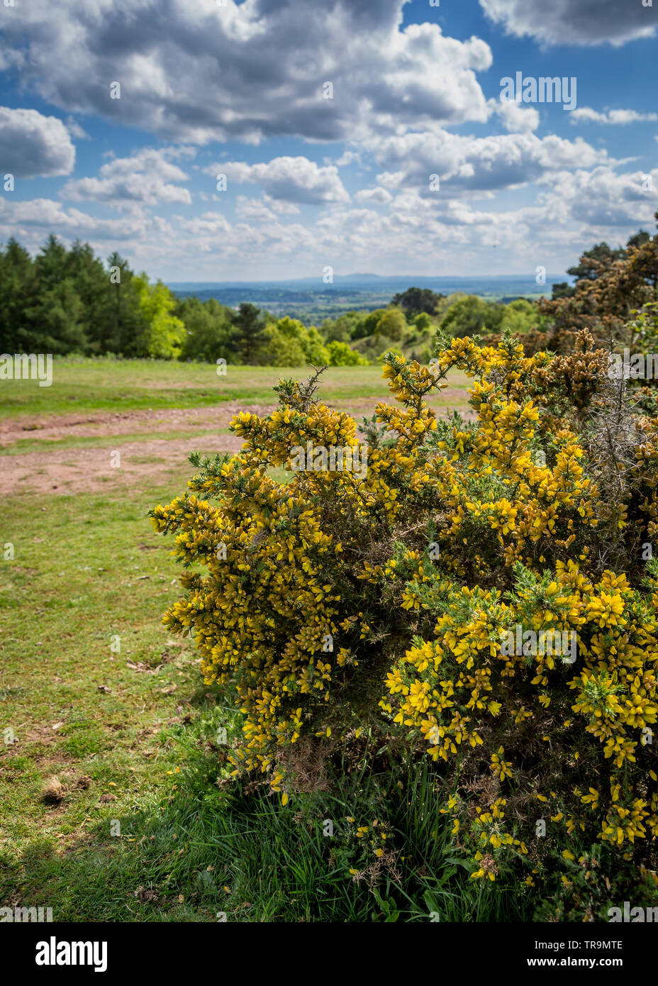 Natural beauty of The Clent Hills, Worcestershire, England Stock Photo